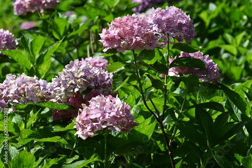 Beautiful Pink Hydrangea Bloom with Lush Green Leaves