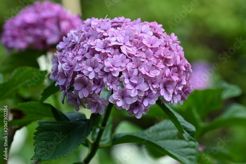 Beautiful Pink Hydrangea Bloom with Lush Green Leaves