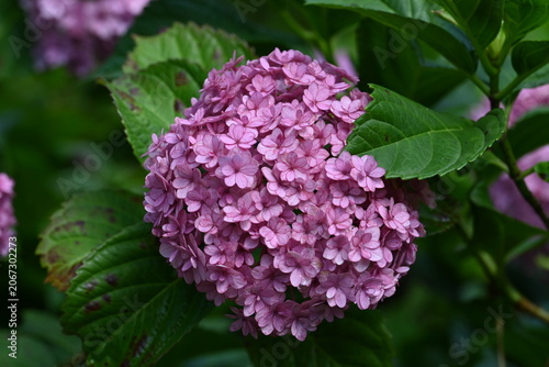 Beautiful Pink Hydrangea Bloom with Lush Green Leaves