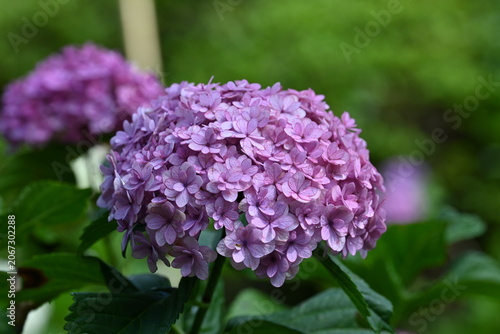 Beautiful Pink Hydrangea Bloom with Lush Green Leaves