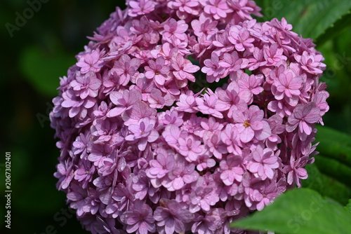 Beautiful Pink Hydrangea Bloom with Lush Green Leaves