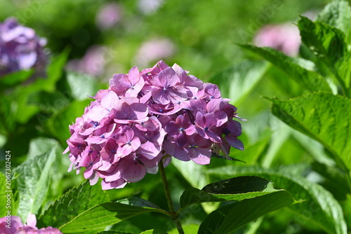 Beautiful Pink Hydrangea Bloom with Lush Green Leaves