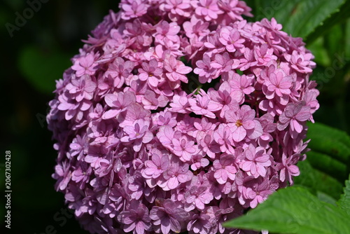 Beautiful Pink Hydrangea Bloom with Lush Green Leaves