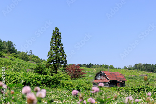 北海道深川市、推定樹齢60年以上の北限のスギ【6月】
