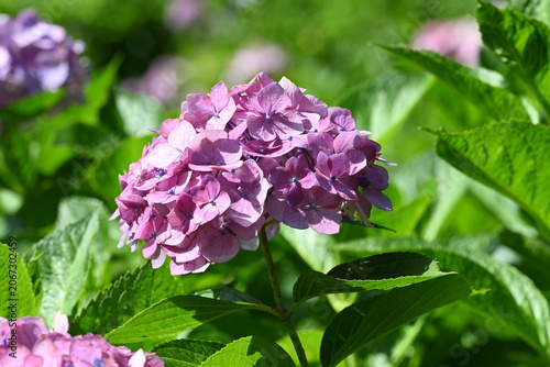 Beautiful Purple Hydrangea Bloom in a Lush Green Garden
