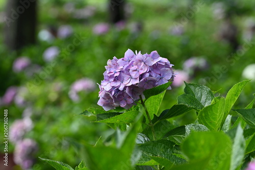 purple flowers in the garden