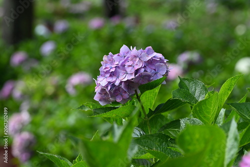 Purple Hydrangea Bloom in a Green Garden