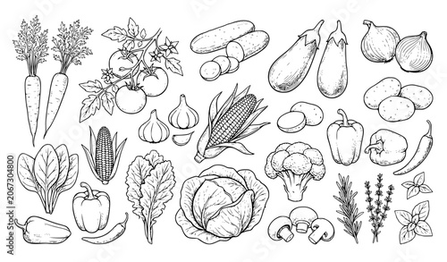 Valokuva Black and White Vegetable Botanical Line Art Illustration Set