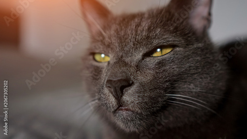 Gray cat with smooth fur and bright yellow eyes resting calmly, showing a relaxed feline portrait with prominent whiskers and nose details