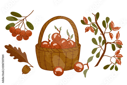 Autumn berries collection with basket rowan berries rose hips and oak leaf isolated illustration set