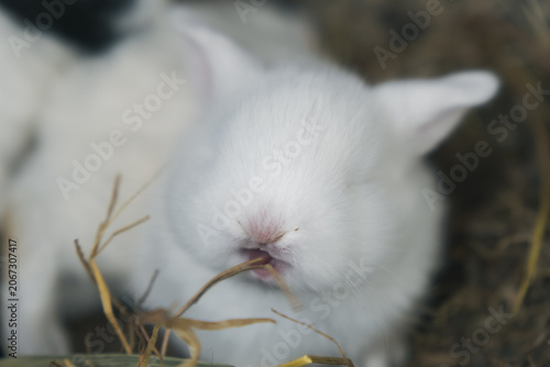 生まれたてのうさぎの赤ちゃん