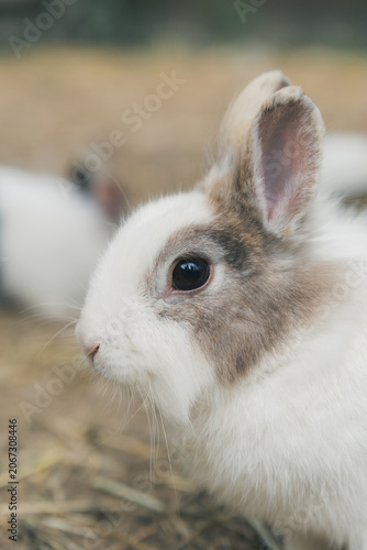 ふわふわのうさぎ