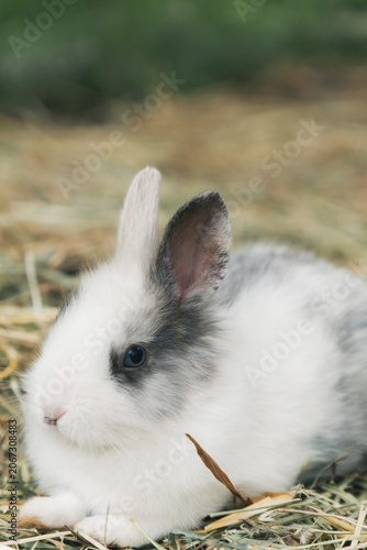 ふわふわのうさぎ