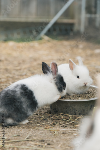 ふわふわのうさぎ