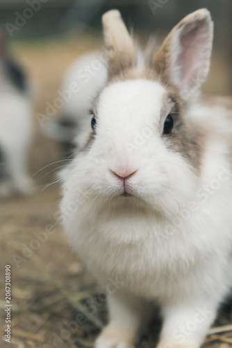 ふわふわのうさぎ