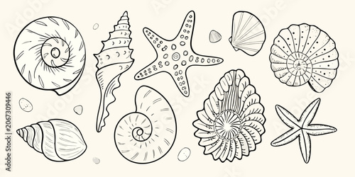 Valokuva Seashells And Starfish Line Art Illustration Detailed Black And White Sketch