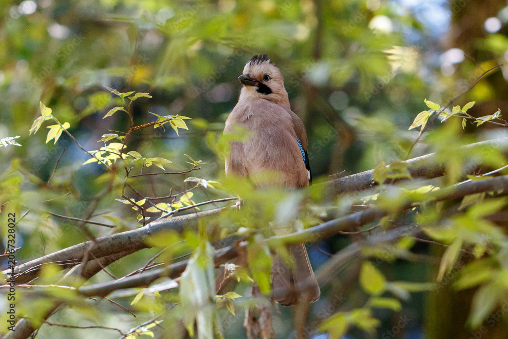 Fototapeta premium Jay perches calmly on a tree branch