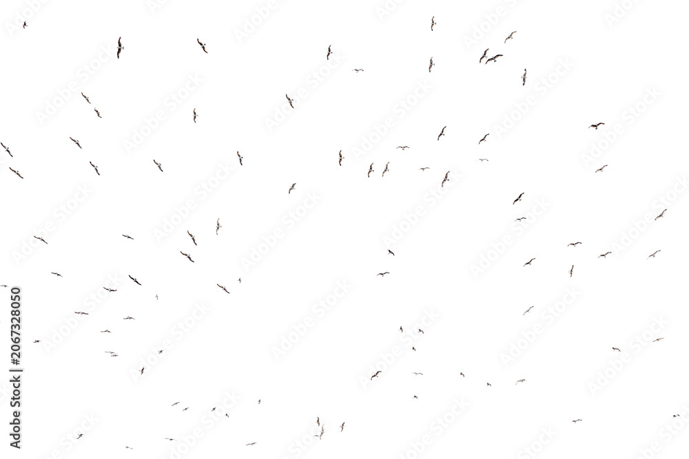 Fototapeta premium Black bird silhouettes fly across white background. Scattered flight paths create dynamic motion.