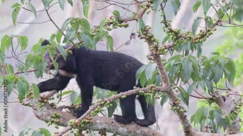 Relaxing Moments: Asian Black Bear Chilling on a Tree