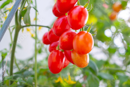 Bunch of fresh ripe red grape tomatoes hanging on the vine in organic garden