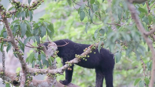 Relaxing Moments: Asian Black Bear Chilling on a Tree
