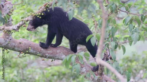 Relaxing Moments: Asian Black Bear Chilling on a Tree