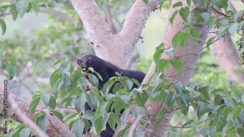 Relaxing Moments: Asian Black Bear Chilling on a Tree