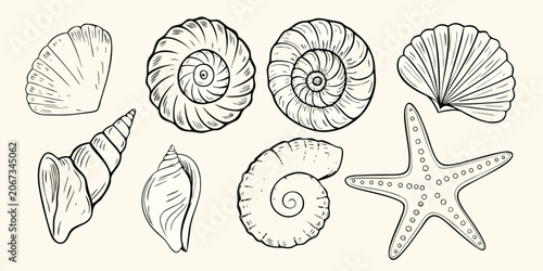 Valokuva Collection Of Seashells And Starfish Black And White Sketch Illustration