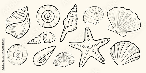 Seashells And Starfish Line Art Illustration Black And White Sketch