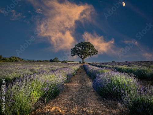 Lavender fields in bloom in the municipality of Ayora (Valencia - Spain)