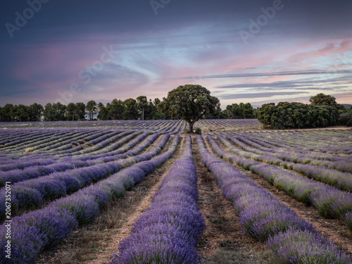 Lavender fields in bloom in the municipality of Ayora (Valencia - Spain)