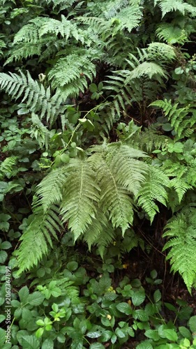 Green fern leaves in the forest vertical video