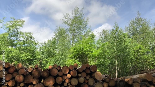 Pile of felled trees or stack of cut logs in a German forest blue sky and clouds, deforestation logging industry in the woodlands in Germany, Europe 