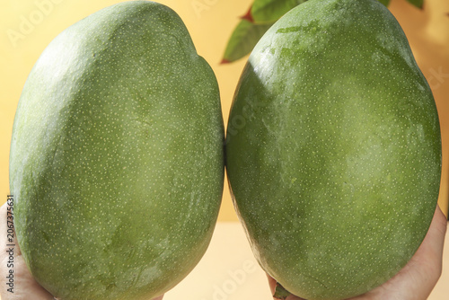 Foto Fresh Green Kate Mangoes from Panzhihua Sichuan China Tropical Fruit in Hands