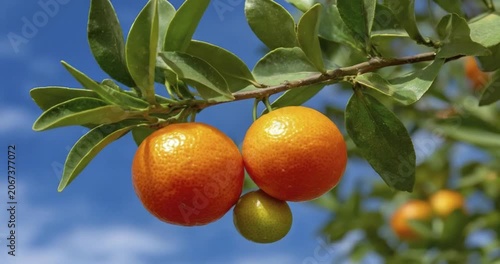 Ripe kumquat oranges hanging from a branch on a citrus tree, close up of fresh vibrant fruit in a sunny orchard.