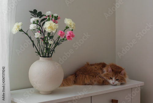 A bouquet of colorful carnations and a sleeping ginger cat on a white wooden chest of drawers in the living room