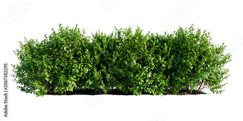 Lush green bush hedge and garden shrubbery isolated on a transparent background for architectural rendering and landscape design