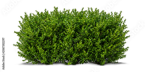 Lush Green Boxwood Shrub or Box Hedge Isolated on Transparent Background for Landscape Design and Architectural Rendering
