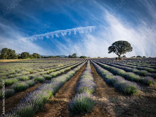 Lavender fields in bloom in the municipality of Ayora (Valencia - Spain)