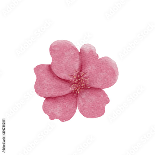 Beautiful pink flower watercolor illustration isolated on white background. Elegant single cherry blossom or camellia clip art element for wedding invitation, greeting card, and design presentation