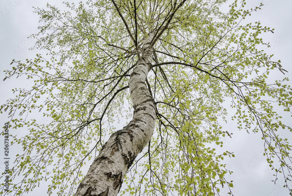 Fototapeta premium Low angle view of birch tree with green leaves and sky