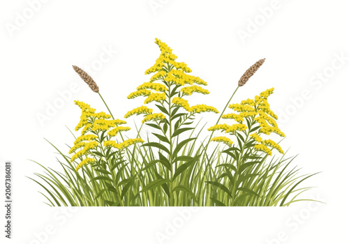Vector illustration of yellow goldenrod flowers (Solidago) growing in green grass stalks, isolated on a white background with brown seed heads and botanical leaf details.