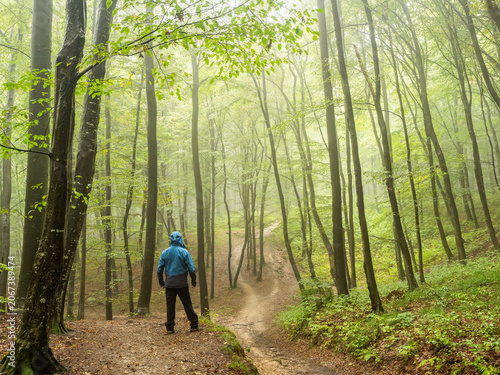 Hiker Exploring Green Foggy Beech Forest in Faget Woods