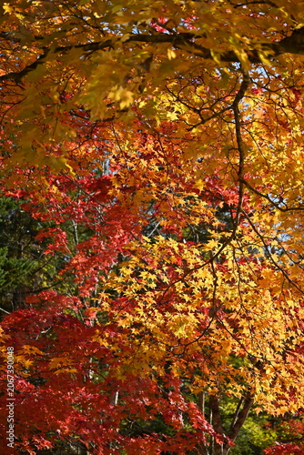 Stunning multi colored autumn maple leaves at Fukuhara Sanso, Hokkaido, Japan
