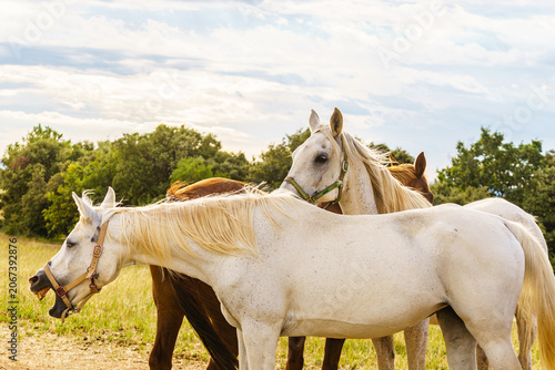 Photos Horses graze in a green field during a sunny day in the countryside
