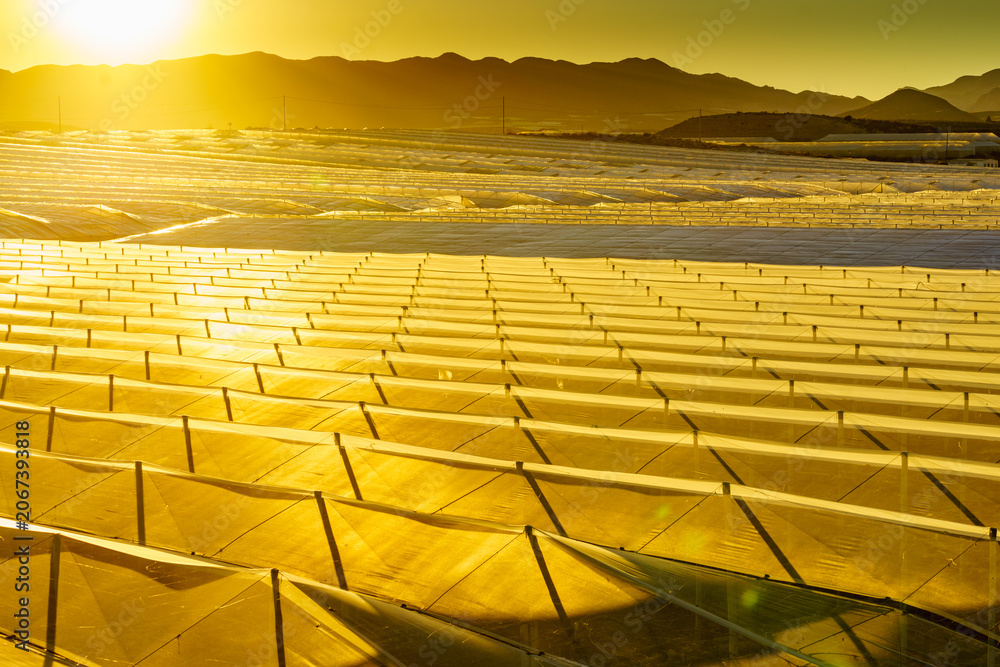 Fototapeta premium Greenhouses stretch over landscape as the sun rises in the background near a mountainous area