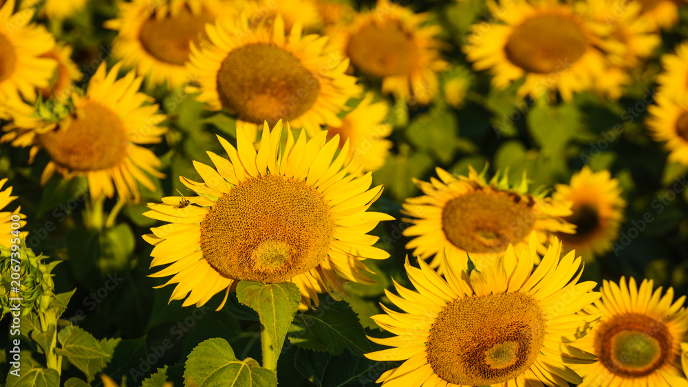 Fototapeta premium Field of blooming sunflowers, Provence France.