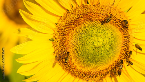 Close up of blooming sunflower with a lot of honey worker bees on flower collecting pollen