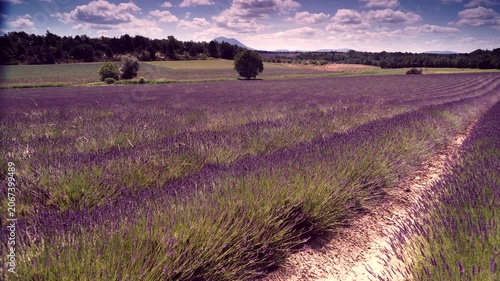 Summer landscape with lavender fields, rows of purple flowers. Puimoisson region, Plateau Valensole, Alpes de Haute Provence in France. Agricultural view.
