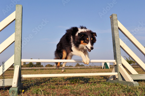Schilderij op canvas training of australian shepherd